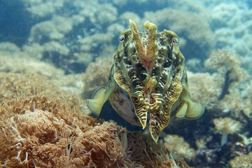 Common cuttlefish (Sepia officinalis) over coral reef