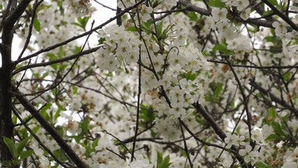 cherry blossom. beautiful cherry blossom in the garden. spring flowers
