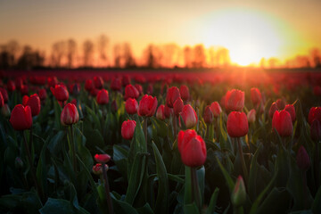 Sunset over the blooming tulip field in Poland - obrazy, fototapety, plakaty