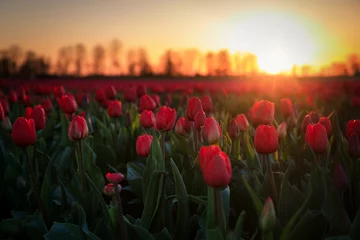 Fototapeten Sunset over the blooming tulip field in Poland © Patryk Kosmider