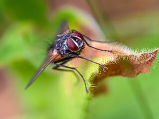 fly on leaf