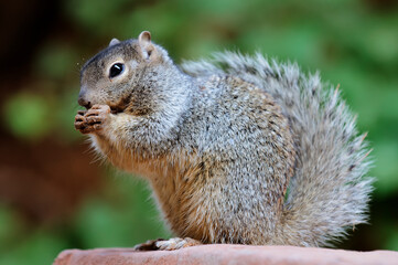 Naklejka na ściany i meble Very cute squirrel of USA