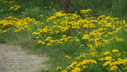 Obraz premium field of dandelions. dandelions in the grass. spring flowers