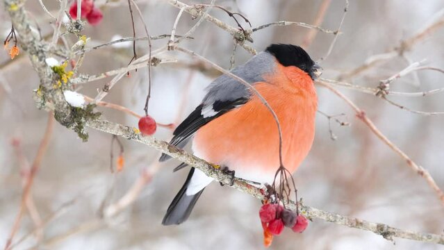Colorful Bullfinch perched and eating Guelder rose seeds in Estonia, Northern Europe	