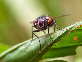 macro of a fly