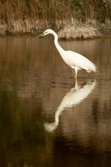 Great egret with the last light of the afternoon in a wetland in central Spain in rutting plumage