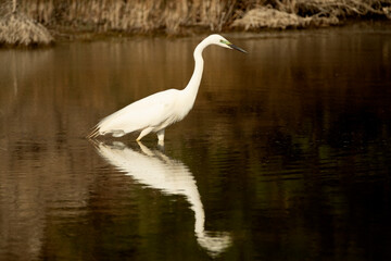 Great egret with the last light of the afternoon in a wetland in central Spain in rutting plumage
