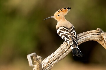 Hoopoe on his favorite watchtower in the last light of day
