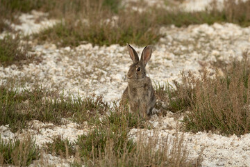 Fototapeta premium Rabbit in a Mediterranean meadow with the last light of the evening