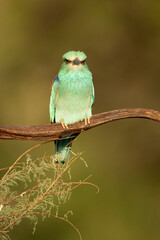 European roller at his favorite vantage point within his breeding territory with the last light of a spring day