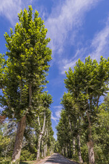 A road lined with lush trees on both sides of the road