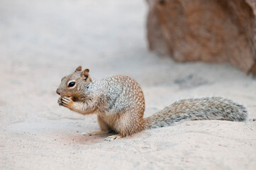 Naklejka na ściany i meble Very cute squirrel of USA