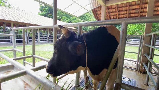 Healthy Dairy milk cow eating fresh grash in local farm and barn