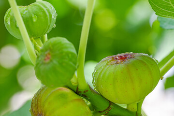 Figs on Branch Close up