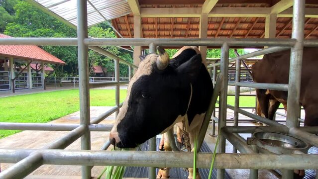 Dairy milk cow eating fresh grash in local farm and barn On tropical country