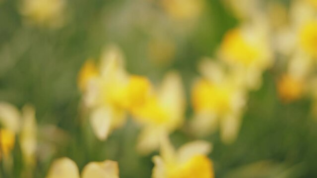 many yellow daffodils close up with shallow depth of field