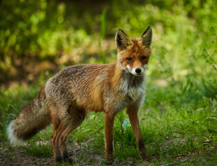 Naklejka na ściany i meble Male fox in the forest