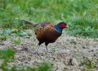 Male pheasant in the forest
