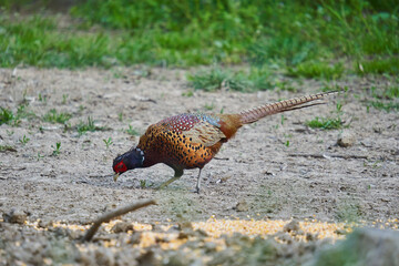 Male pheasant in the forest