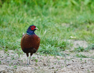 Male pheasant in the forest