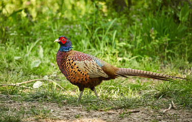 Male pheasant in the forest