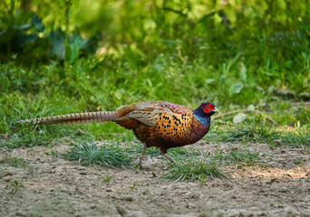 Male pheasant in the forest