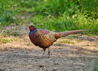 Male pheasant in the forest