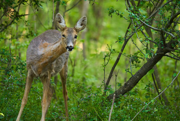 Roe deer in the forest