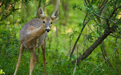 Roe deer in the forest