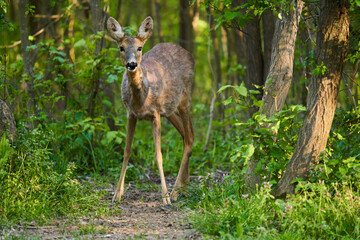 Roe deer in the forest