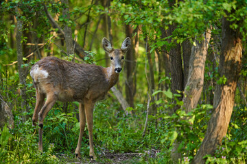 Naklejka na ściany i meble Roe deer in the forest