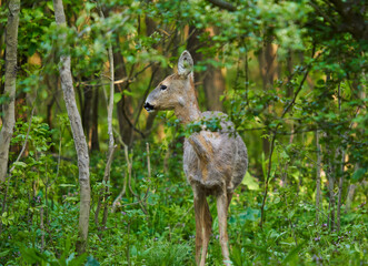 Roe deer in the forest