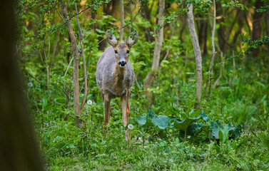 Roe deer in the forest