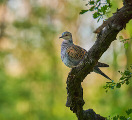 European turtle dove in the forest