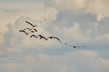 Pelicans in flight against clouds