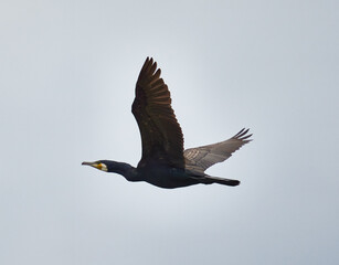 Great cormorant in flight