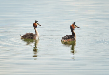 Great crested grebe pair on water