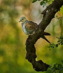 European turtle dove in the forest