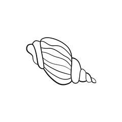 Seashell vector illustration for your design