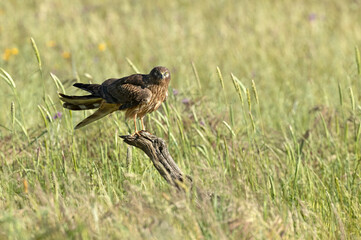 Adult female Montagu's harrier in a cereal steppe in spring within her breeding territory