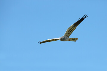 Adult male Montagu's harrier flying in a cereal steppe in spring within her breeding territory