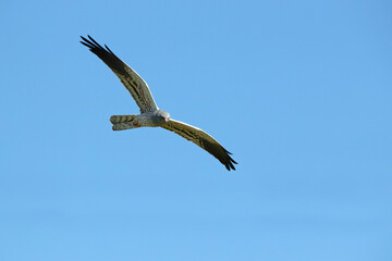 Male Montagu's harrier flying in his breeding territory at the first light of a spring day in a cereal steppe