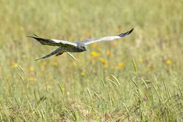 Male Montagu's harrier flying in his breeding territory at the first light of a spring day in a cereal steppe