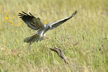 Male Montagu's harrier flying in his breeding territory at the first light of a spring day in a cereal steppe