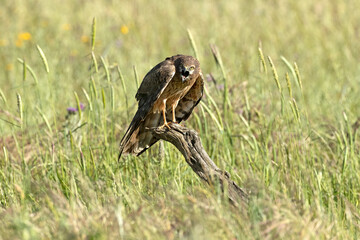 Adult female Montagu's harrier in a cereal steppe in spring within her breeding territory