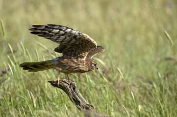 Female Montagu's harrier flying in a ceral field within her breeding territory at the first light of a spring day