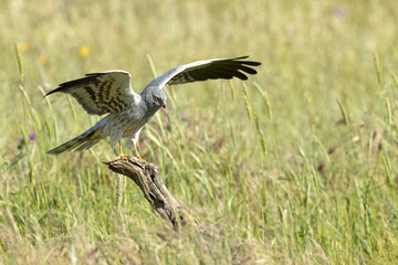 Male Montagu's harrier on his favorite perch in a ceral field within his breeding territory at first light on a spring day