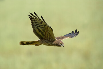 Female Montagu's harrier flying in her breeding territory in a ceral field in spring