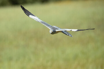 Male Montagu's harrier flying in its breeding territory in a cereal steppe with the first light of day