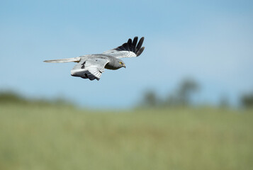 Male Montagu's harrier flying in its breeding territory in a cereal steppe with the first light of day